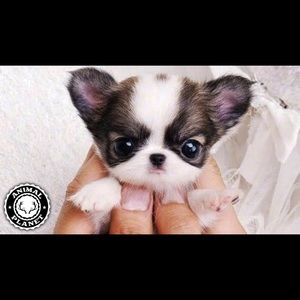 Meet your Posher, Shayne